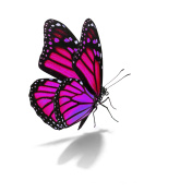 pink monarch butterfly