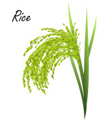 rice plant (oryza sativa, asian rice), realistic vector