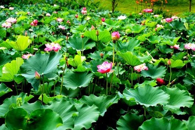 池塘里葱绿的荷叶,托出朵朵芙蓉,如同少女粉红的面颊,散发出阵阵芳香