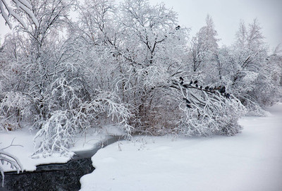 冬天雪树背景图片