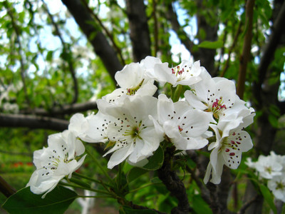 春季开花的树