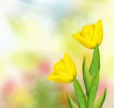 美丽的春天的花朵郁金香