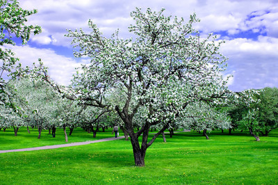 白色开花的苹果树在春天