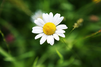 洋甘菊花