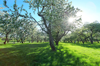美丽春天公园盛开的苹果树木