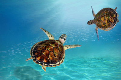 海龟乌龟海洋生物摄影图相关的图片