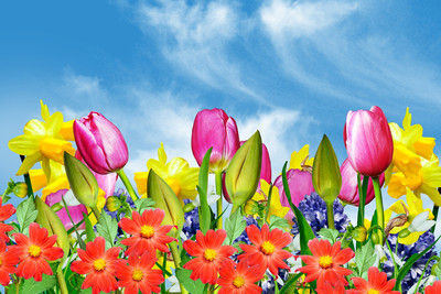 在蓝天白云的背景上的春天的花朵