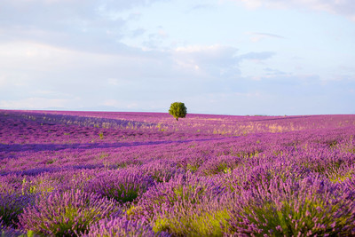 薰衣草田附近 valensole 在普罗旺斯,法国在日落