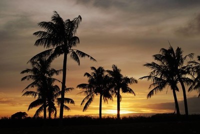 椰子树在夕阳