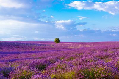 在普罗旺斯,法国的 valensole 附近的薰衣草田