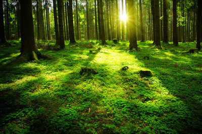 太阳光束在绿色的森林中
