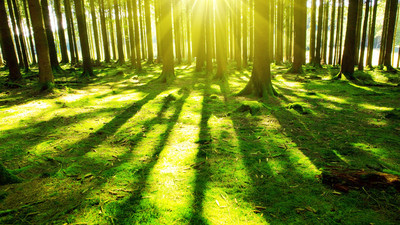 树林里的阳光k风景壁纸相关的图片