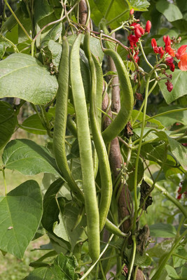 红花菜豆δρομαφασλια