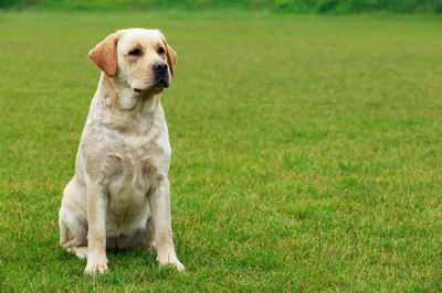 拉布拉多犬图相关的图片