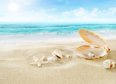 海边沙滩上的贝壳珍珠特写高清图片图片