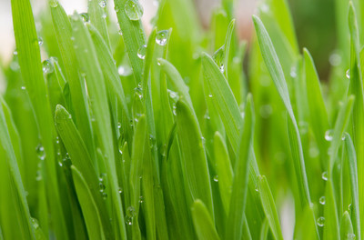 小麦草