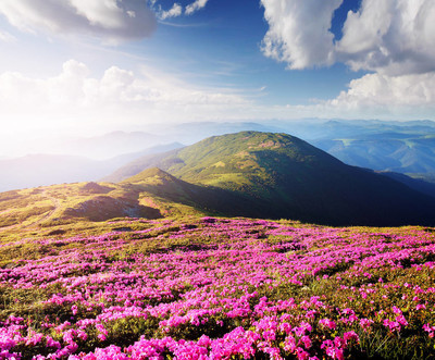 夏天的风景.山上的花朵.美丽的自然.晴天
