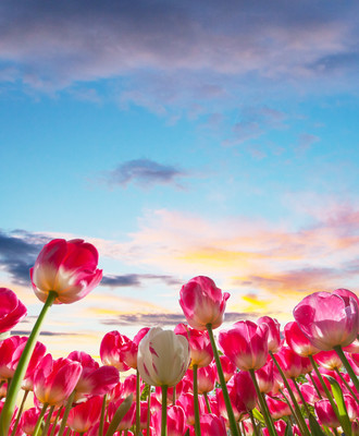 粉红色的郁金香,荷兰,朝阳,美丽自然风景k壁纸图片