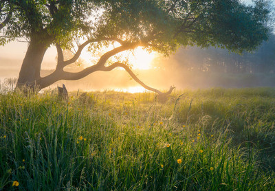 朦胧的早晨.阳光透过树在青草上洒下露珠.美丽宁静的清晨风景