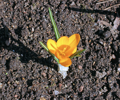 黄番红花(黄番红花花语)