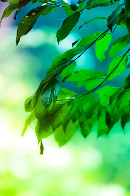 春天绿色树叶背景