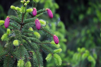 fir tree with cones