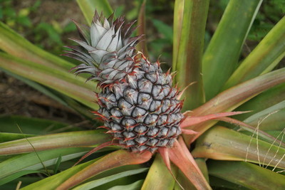 a young ripe pineapple plant on a tree in the jungle.