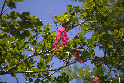 pink crepe myrtle flower and green leaves upward shot against a