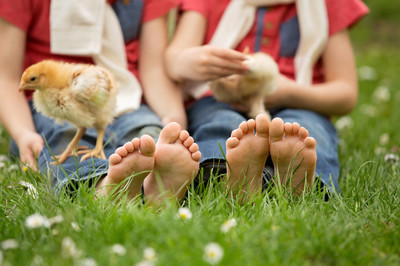 cute little feet of small children playing with baby chicks